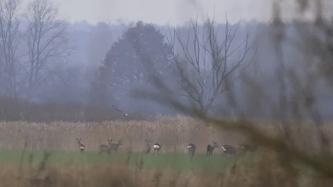 White-tailed eagle flies towards a herd of roe deer, 4K slomo Stock Footage 237717231