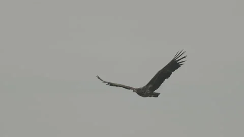 White-tailed eagle in flight, 4K slomo Stock Footage 237713857