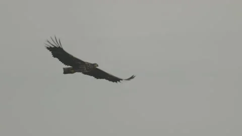 White-tailed eagle in flight, 4K slomo Stock Footage 237714908
