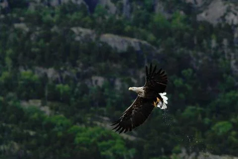 White-tailed eagle in flight after catching fish,Norway,Haliaeetus albicilla, Stock Photos