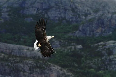White-tailed eagle in flight after catching fish,Norway,Haliaeetus albicilla, Stock Photos