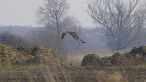 White-tailed eagle in flight against the background of meadows, 4K slomo Stock Footage 237716165