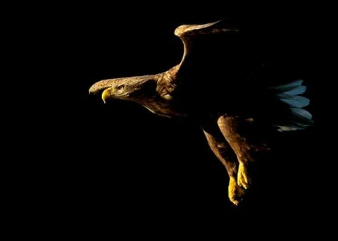White tailed Eagle in flight against black background Stock Photos