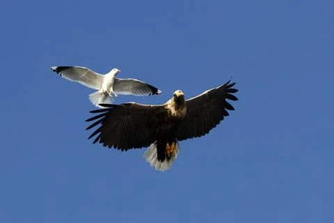 White-tailed eagle in flight being chased by seagull,Norway,Haliaeetus albici Stock Photos