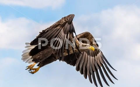 White tailed eagle in flight. Blue sky background. Scientific name: Haliaeetu Stock Photos