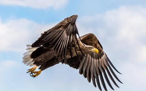 White tailed eagle in flight. Blue sky background. Scientific name: Haliaeetu Stock Photos