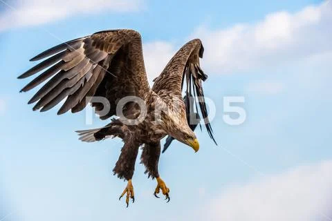 White tailed eagle in flight. Blue sky background. Scientific name: Haliaeetu Stock Photos