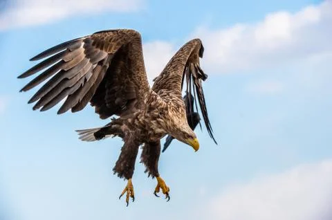 White tailed eagle in flight. Blue sky background. Scientific name: Haliaeetu Stock Photos