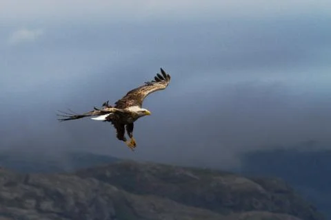 White-tailed eagle in flight before catching fish,Norway,Haliaeetus albicilla Stock Photos