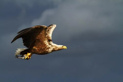 White-tailed eagle in flight with caught fish from sea,Norway,Haliaeetus albi Stock Photos
