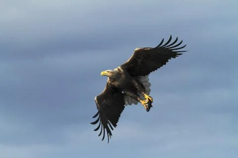 White-tailed eagle in flight with caught fish from sea,Norway,Haliaeetus albi Stock Photos