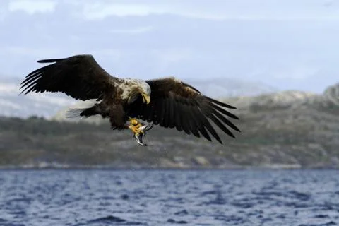 White-tailed eagle in flight with caught fish from sea,Norway,Haliaeetus albi Stock Photos