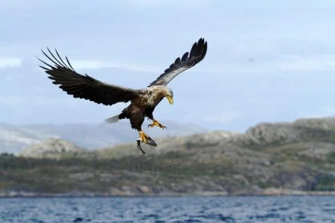 White-tailed eagle in flight with caught fish from sea,Norway,Haliaeetus albi Stock Photos