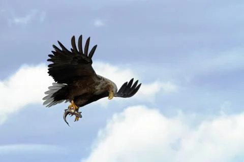 White-tailed eagle in flight with caught fish from sea,Norway,Haliaeetus albi Stock Photos
