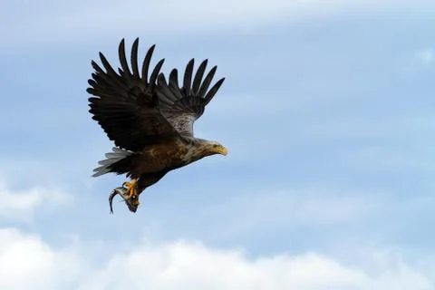 White-tailed eagle in flight with caught fish from sea,Norway,Haliaeetus albi Stock Photos