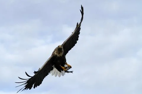 White-tailed eagle in flight with caught fish from sea,Norway,Haliaeetus albi Stock Photos
