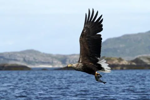 White-tailed eagle in flight with caught fish from sea,Norway,Haliaeetus albi Stock Photos