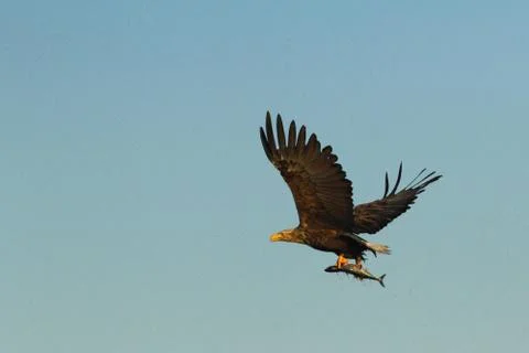 White-tailed eagle in flight with caught fish from sea,Norway,Haliaeetus albi Stock Photos