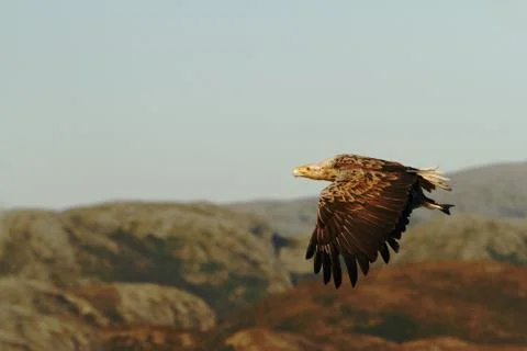 White-tailed eagle in flight with caught fish from sea,Norway,Haliaeetus albi Stock Photos