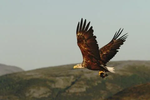 White-tailed eagle in flight with caught fish from sea,Norway,Haliaeetus albi Stock Photos