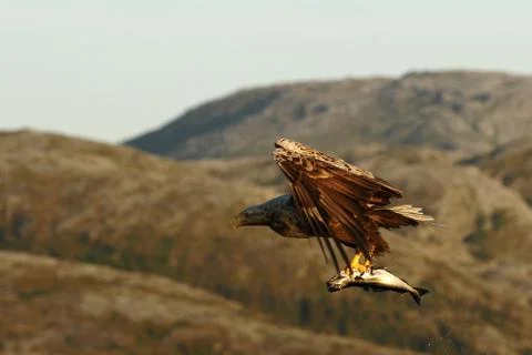 White-tailed eagle in flight with caught fish from sea,Norway,Haliaeetus albi Stock Photos