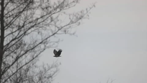 White-tailed eagle in flight, cloudy sky, 4K slomo Stock Footage 237508379