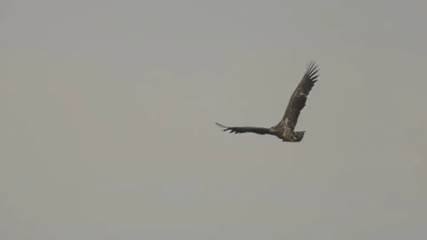 White-tailed eagle in flight, cloudy sky, 4K slomo Stock Footage 237713944