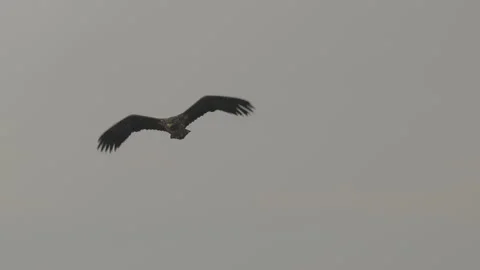 White-tailed eagle in flight, cloudy sky, 4K slomo Stock Footage 237716455