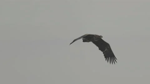 White-tailed eagle in flight, cloudy sky, 4K slomo Stock Footage 237717439