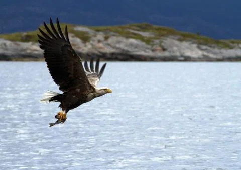 White-tailed eagle in flight, eagle with a fish which has been just plucked f Stock Photos