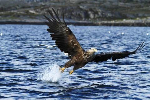 White-tailed eagle in flight, eagle with a fish which has been just plucked f Stock Photos