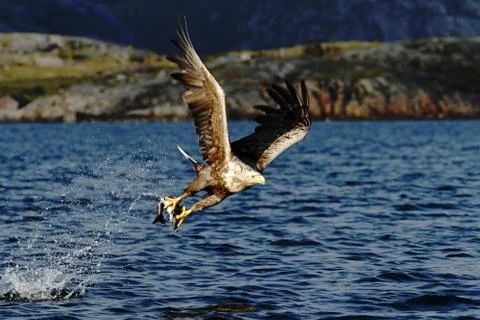 White-tailed eagle in flight, eagle with a fish which has been just plucked f Stock Photos