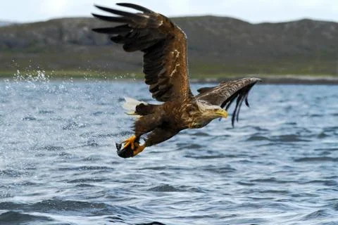 White-tailed eagle in flight, eagle with a fish which has been just plucked f Stock Photos