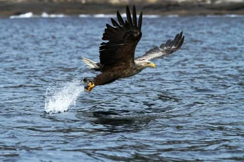 White-tailed eagle in flight, eagle with a fish which has been just plucked f Stock Photos