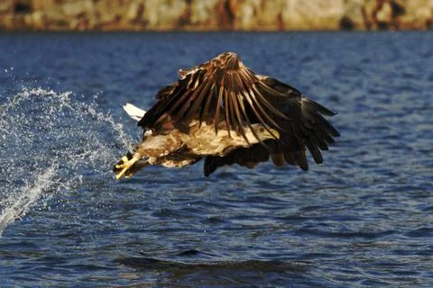 White-tailed eagle in flight, eagle with a fish which has been just plucked f Stock Photos