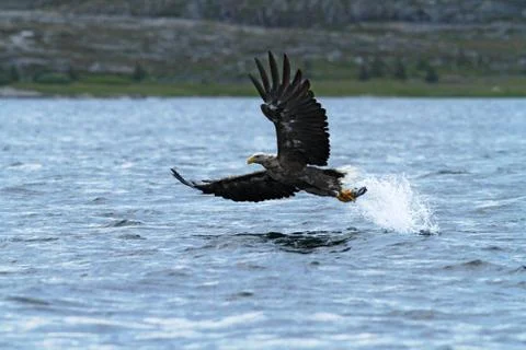 White-tailed eagle in flight, eagle with a fish which has been just plucked f Stock Photos