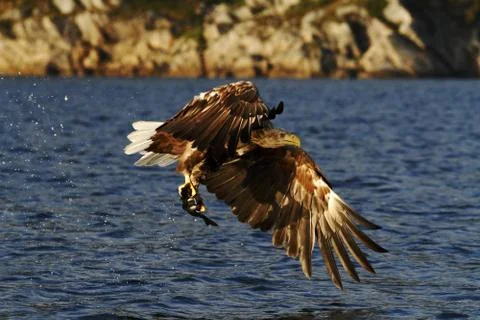 White-tailed eagle in flight, eagle with a fish which has been just plucked f Stock Photos