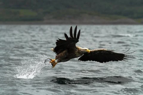 White-tailed eagle in flight, eagle with a fish which has been just plucked f Stock Photos