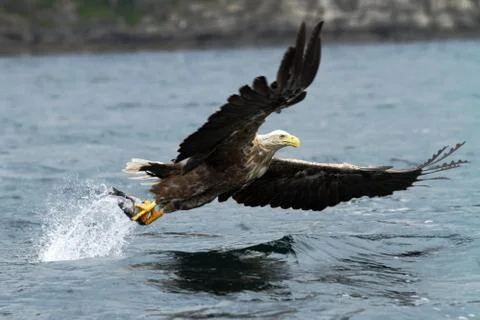 White-tailed eagle in flight, eagle with a fish which has been just plucked f Stock Photos