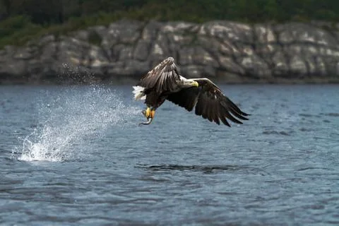 White-tailed eagle in flight, eagle with a fish which has been just plucked f Stock Photos
