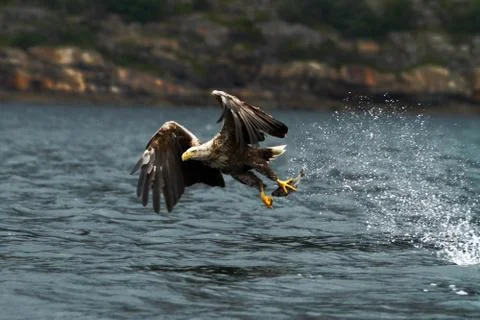 White-tailed eagle in flight, eagle with a fish which has been just plucked f Stock Photos