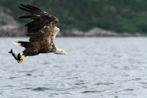 White-tailed eagle in flight, eagle with a fish which has been just plucked f Stock Photos