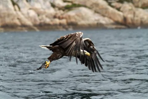 White-tailed eagle in flight, eagle with a fish which has been just plucked f Stock Photos