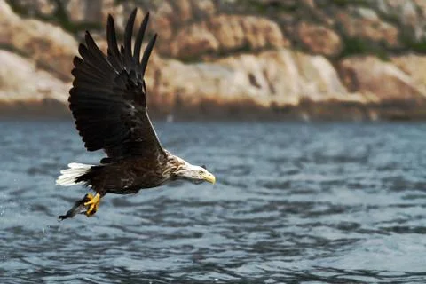 White-tailed eagle in flight, eagle with a fish which has been just plucked f Stock Photos
