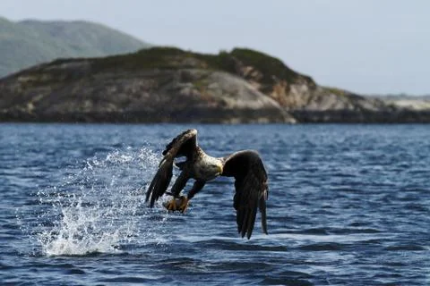 White-tailed eagle in flight, eagle with a fish which has been just plucked f Stock Photos