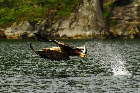 White-tailed eagle in flight, eagle with a fish which has been just plucked f Stock Photos