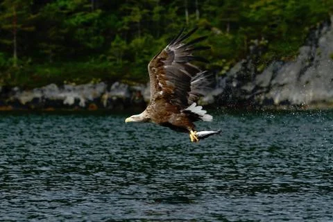 White-tailed eagle in flight, eagle with a fish which has been just plucked f Stock Photos