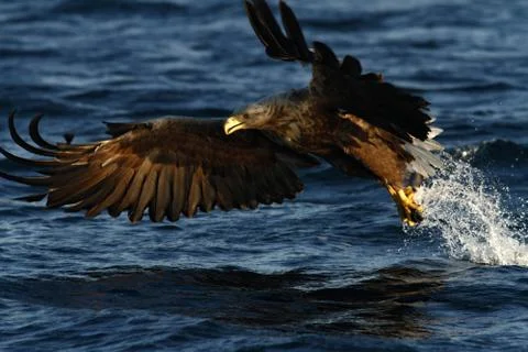White-tailed eagle in flight, eagle with a fish which has been just plucked f Stock Photos