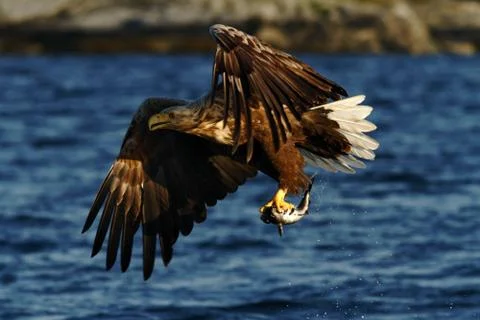 White-tailed eagle in flight, eagle with a fish which has been just plucked f Stock Photos