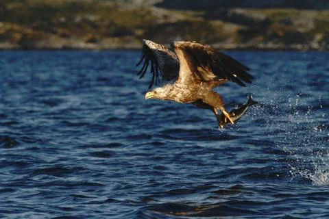 White-tailed eagle in flight, eagle with a fish which has been just plucked f Stock Photos
